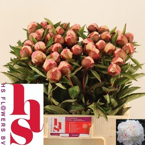 PAEO L GARDENIA