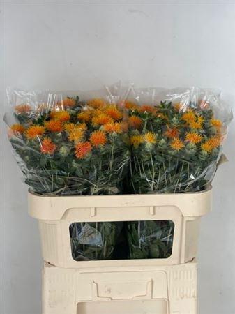 <h4>Carth T Zanzibar</h4>