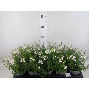 Diascia barberae
