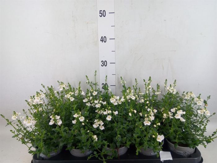 <h4>Diascia barberae</h4>