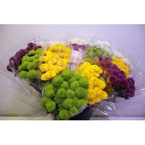 Chr S Pompon Gem Bs X5