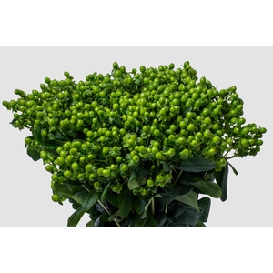 Hypericum Jungle Romance Spray