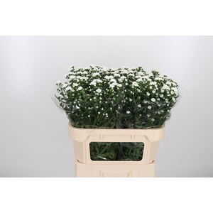 Aster Cassy