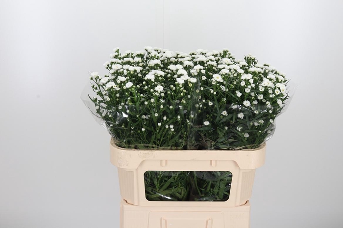 <h4>Aster Cassy</h4>