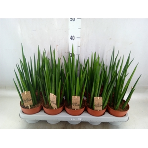 Sansevieria bacularis