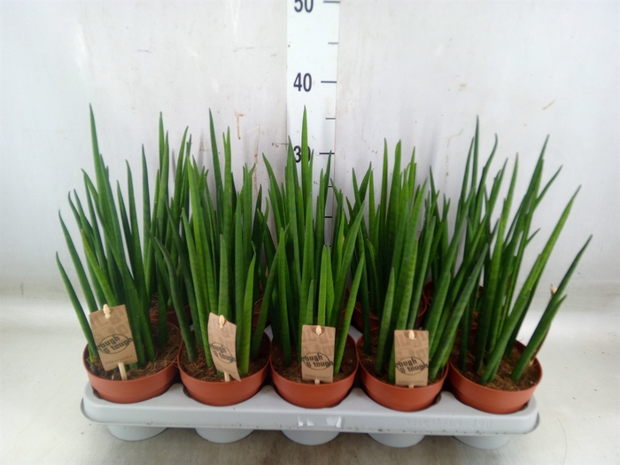 <h4>Sansevieria bacularis</h4>