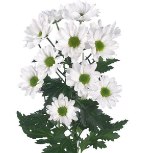 CHRYSANTHEMUM TR 'CHIC'