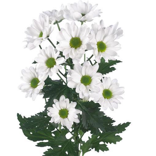 <h4>CHRYSANTHEMUM TR 'CHIC'</h4>