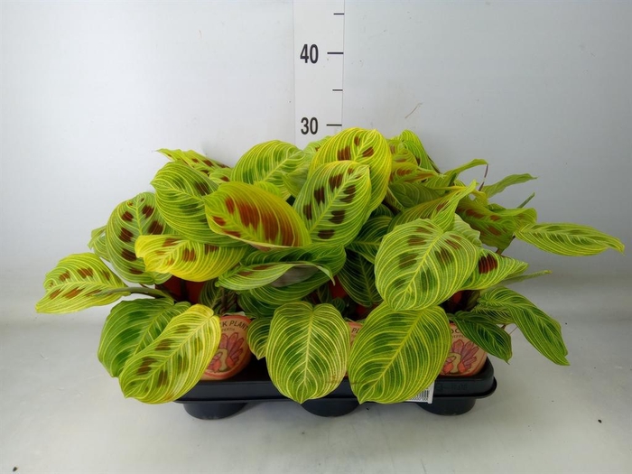 <h4>Maranta leuc.   ...</h4>