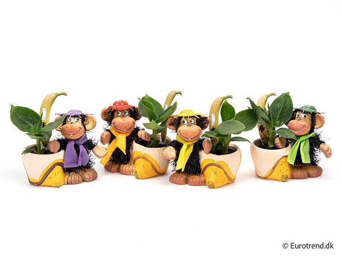 <h4>MUSA ACUMINATA P6 E 2932</h4>