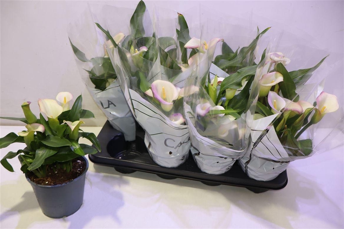 <h4>Zant Capt Marrero</h4>