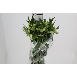 ALSTROEMERIA AKEMI 080 CM
