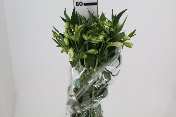 <h4>ALSTROEMERIA AKEMI 080 CM</h4>
