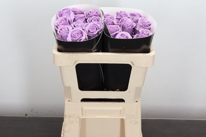 <h4>R Ov Wx 50cm Milka</h4>