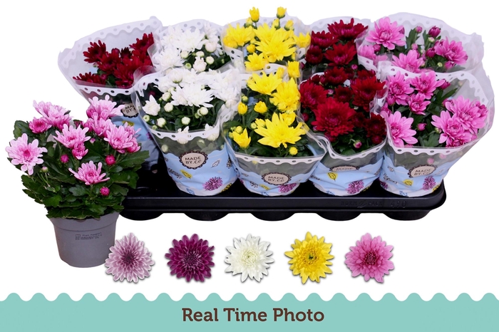 <h4>CHRYS GEVULDBL GEM</h4>