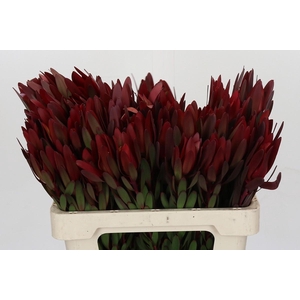 Leucadendron Saf Sunset Dark Red