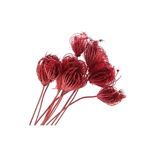 Ammi Majus Red