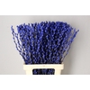Salix Snowflake 70cm Blue