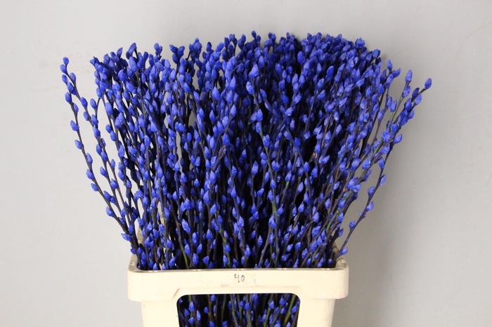 Salix Snowflake 70cm Blue