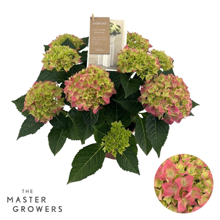 <h4>Hydrangea Hi Everlast pink 9 + Flowers</h4>