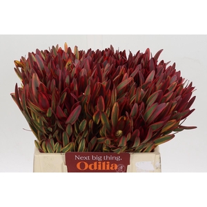 Leucadendron Jester