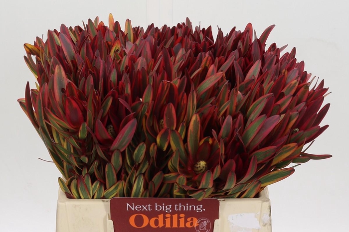 <h4>Leucadendron Jester</h4>
