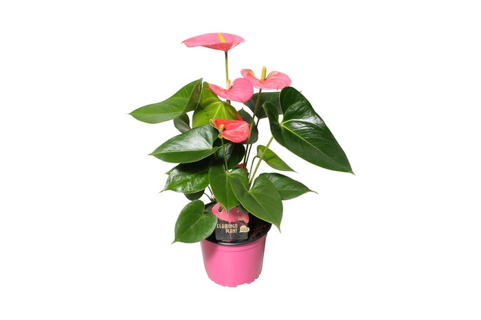 <h4>Anthurium XL.31 Arisa Pink 12cm</h4>