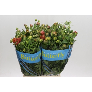 Ranunculus Butterfly Uranus