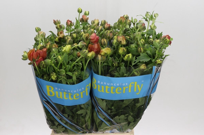 <h4>Ranunculus Butterfly Uranus</h4>