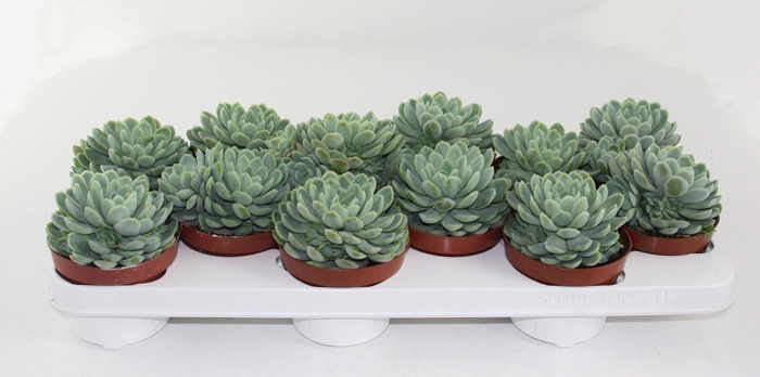 <h4>Echeveria Elegans</h4>