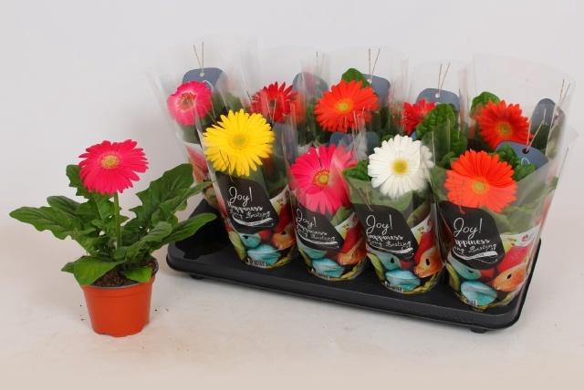 <h4>GER COLOURGAME GEM</h4>