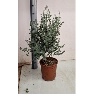 EUCAL GUNNII