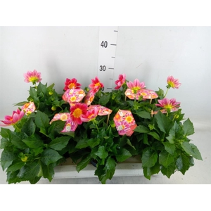 Dahlia 'Summerbees Red Bicolor'