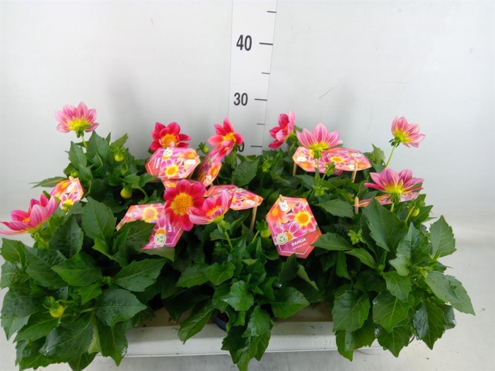 <h4>Dahlia  'Summerbees Red Bicolor'</h4>