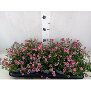 Diascia  'My Darling Berry'