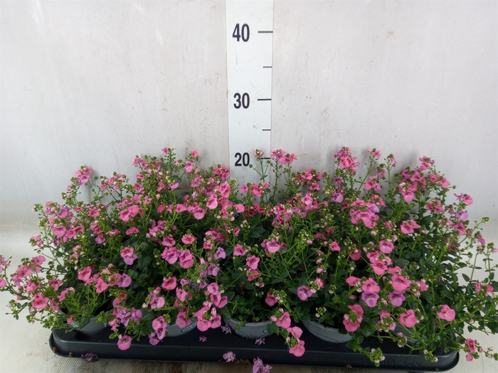 <h4>Diascia  'My Darling Berry'</h4>
