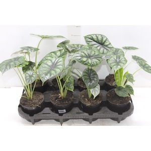 ALOCASIA DRAGON SCALE P12