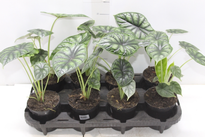 <h4>ALOCASIA DRAGON SCALE P12</h4>