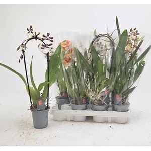 ORCHIDEEEN GEM