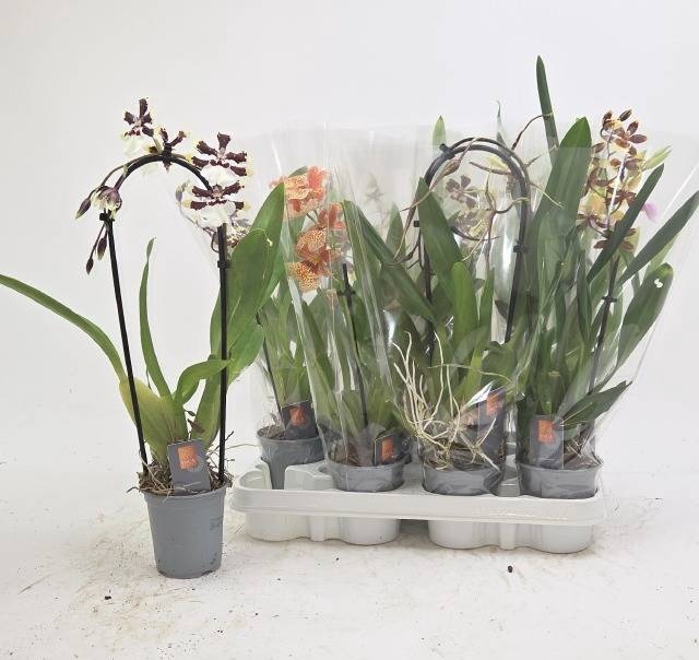 <h4>ORCHIDEEEN GEM</h4>