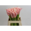 Zantedeschia Eydolls Pink