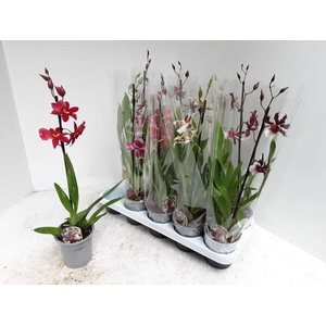ORCHIDEEEN GEM