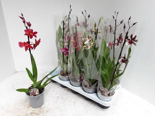 <h4>ORCHIDEEEN GEM</h4>