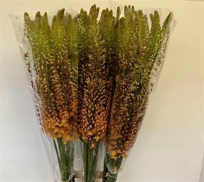 <h4>EREMURUS RUITER</h4>