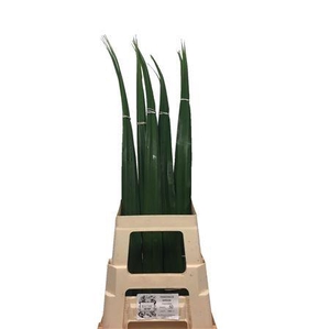 Pandanus   ...blad