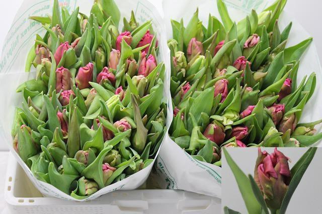 <h4>TU PA MARVEL PARROT</h4>