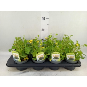 Geum coccineum 'Tosai'