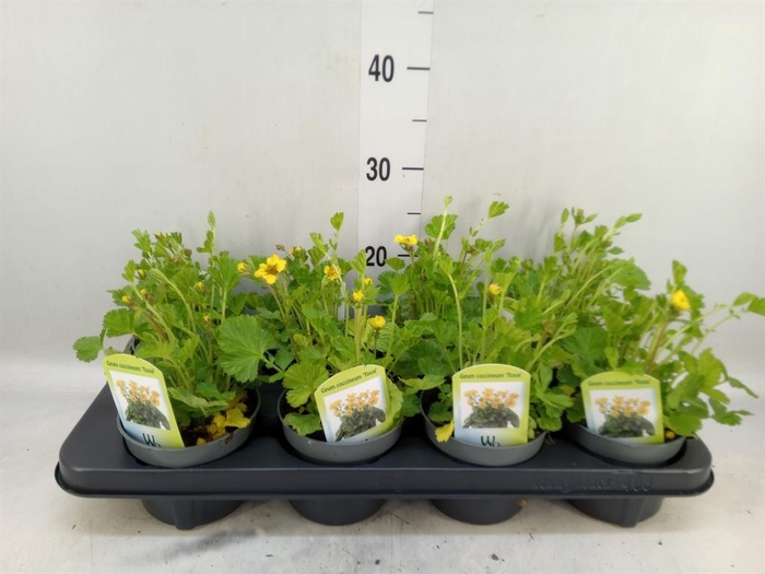 <h4>Geum coccineum 'Tosai'</h4>