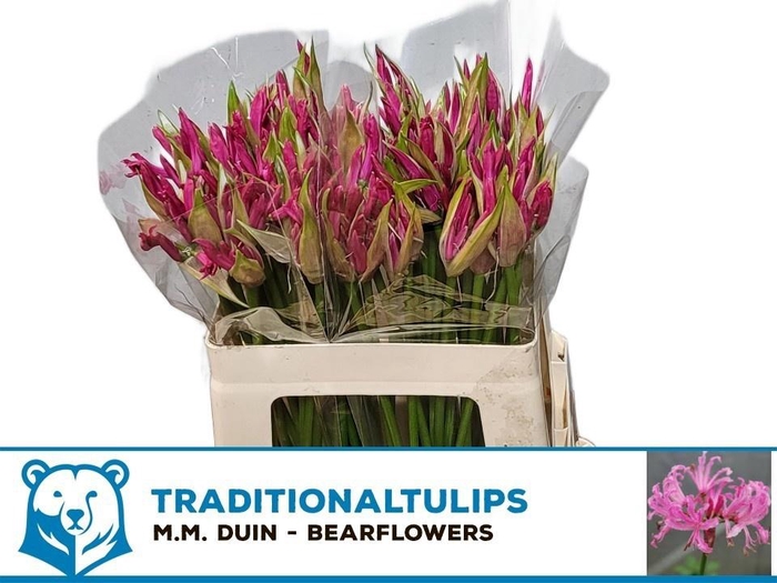 <h4>NE BO RAS VAN ROON</h4>