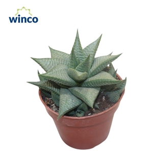 Haworthia Limifolia Roux